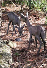 2 statues of small deer in wooded area